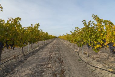 Vineyards with autumnal green and yellow leaves in the Campo de Borja region, near the small town of Magallon, Aragon, Spain. clipart