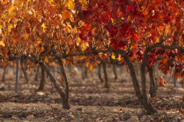 Vineyards with autumnal red leaves in the Campo de Borja region, near the small town of Magallon, Aragon, Spain. clipart