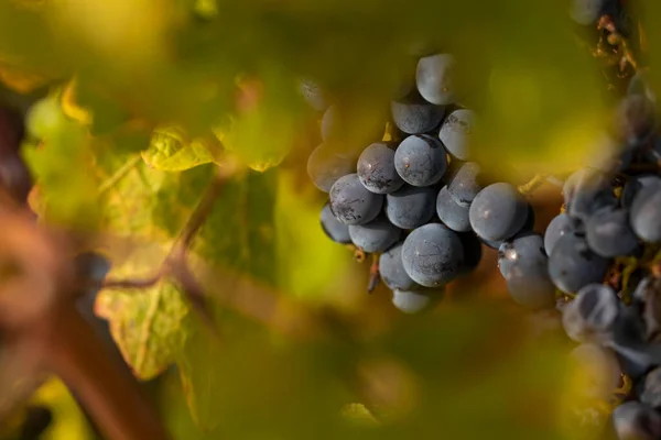 Unharvested Grapes Autumnal Vineyards Campo Borja Small Town Magallon Aragon — Stock Photo, Image