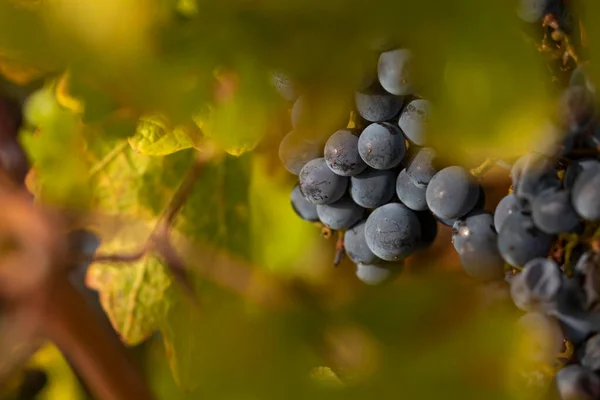 Uvas Não Vindimadas Nas Vinhas Outonais Campo Borja Perto Pequena — Fotografia de Stock