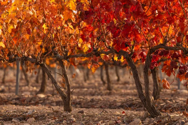 Vineyards Autumnal Red Leaves Campo Borja Region Small Town Magallon — Stock Photo, Image