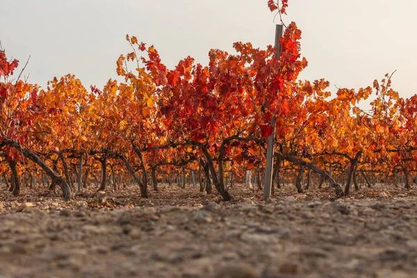 Vineyards Autumnal Red Leaves Campo Borja Region Small Town Magallon — Stock Photo, Image