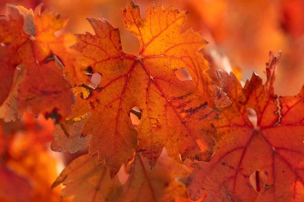 Vineyards Autumnal Red Leaves Campo Borja Region Small Town Magallon — Stock Photo, Image