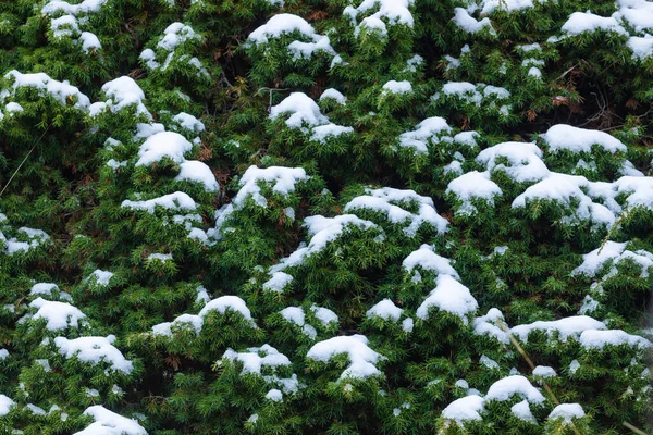 松の針と枝は雪で覆われています アラゴンピレネー山脈の冬 アグアス トゥエラス渓谷の近く ヘチョとアンソ ウエスカ スペイン — ストック写真