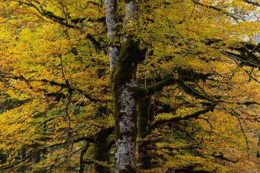 Selva de Oza, Aragonese Pireneleri 'nde sonbahar renklerine sahip kayın ormanları ve diğer ağaçlar. Hecho ve Anso, Huesca, İspanya.