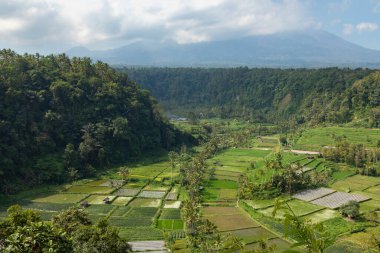 Uzakta Agung Dağı volkanı, Endonezya 'nın Bali adasının doğusundaki Besakih kasabası yakınlarındaki palmiye ağaçları, tarlaları ve pirinç tarlalarıyla çevrilidir..