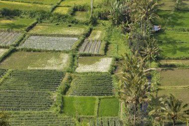 Endonezya 'nın Bali adasının doğu kesimindeki Besakih köyü yakınlarındaki tarlalar ve pirinç tarlaları..