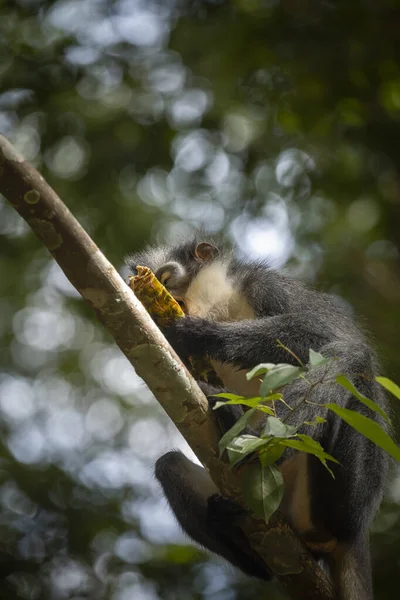 Wild Thomas Langur Mamífero Primates También Conocido Como Presbytis Thomasi — Foto de Stock