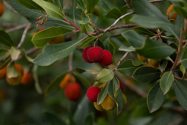 Słodkie Owoce Arbutus Unedo Lub Drzewa Truskawkowego Jesienią Parku Retiro — Zdjęcie stockowe