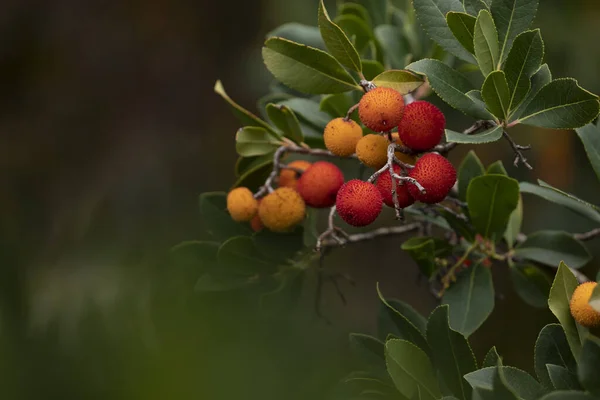 Zoete Vruchten Van Arbutus Unedo Aardbeienboom Herfst Het Retiro Park — Stockfoto