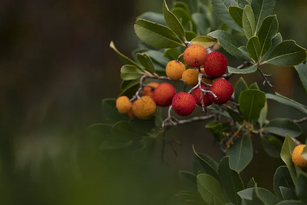 Frutos Doces Arbutus Unedo Árvore Morango Outono Parque Retiro Madrid — Fotografia de Stock