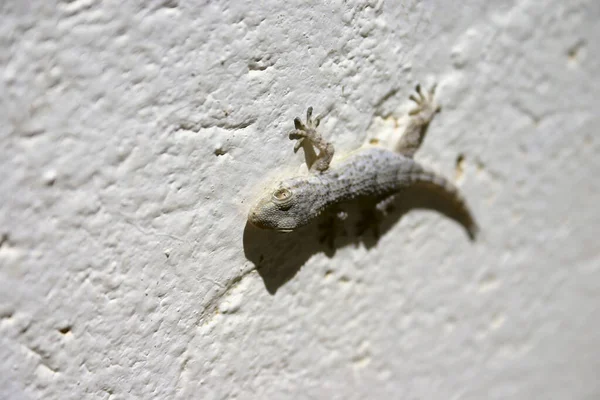 Tarentola Mauritanica Gecko Comum Preso Uma Parede Pintada Branco Banhos — Fotografia de Stock