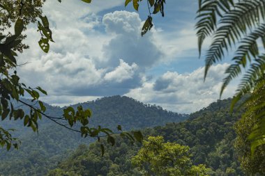Kuzey Sumatra 'nın ormanları ve ağaçları Gunung Leuser Ulusal Parkı' nda sıcak, ıslak ve rüzgarlı bir günde her yerde uçuşan küçük arılarla çevrili..