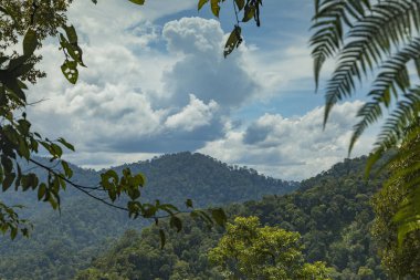 Jungle and trees of North Sumatra, in Gunung Leuser National Park, in a hot, wet and windy day, surrounded by little bees flying everywhere. clipart