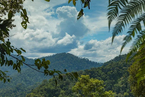 Kuzey Sumatra 'nın ormanları ve ağaçları Gunung Leuser Ulusal Parkı' nda sıcak, ıslak ve rüzgarlı bir günde her yerde uçuşan küçük arılarla çevrili..