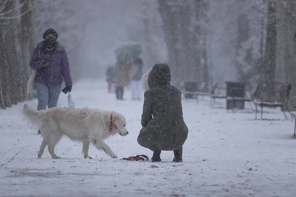 Madrid Spain January 2021 People Enjoying Pet Walking Dog Buen — Stock Photo, Image