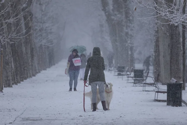 スペインのマドリード 2021年1月7日 北極の寒さの波のために 雪の日の真ん中に マドリードのBuen Retiro公園で犬を散歩しながらペットと一緒に楽しんでいる人々 — ストック写真