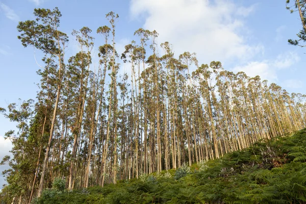 Plantação Jovens Eucaliptos Para Exploração Madeireira Indústria Madeireira Papeleira Ortigueira — Fotografia de Stock