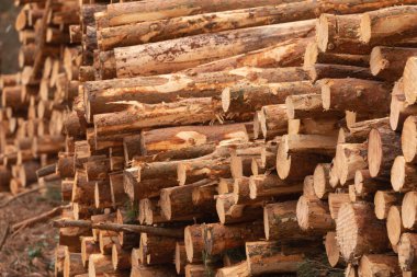 İspanya 'nın Aragon kentindeki İber Sistemindeki en yüksek dağ olan Moncayo' nun yamaçlarını çevreleyen ormanlarda ağaç ve çam gövdelerinin dokuları ağaç endüstrisi tarafından kesildi, kesildi..