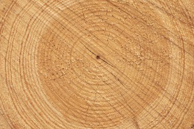 Halkalar ve ağaç gövdesi, kereste endüstrisi tarafından Moncayo ormanlarında, İber Sistemi 'nin en yüksek dağı, Moncayo Doğal Parkı' nda kesildi..