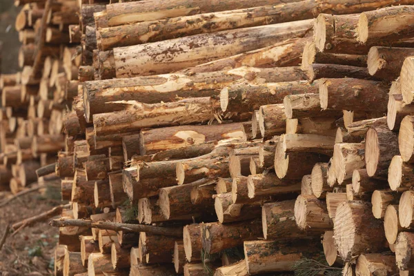 İspanya 'nın Aragon kentindeki İber Sistemindeki en yüksek dağ olan Moncayo' nun yamaçlarını çevreleyen ormanlarda ağaç ve çam gövdelerinin dokuları ağaç endüstrisi tarafından kesildi, kesildi..