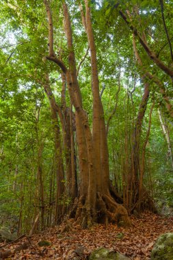 İspanya 'nın Kanarya Adaları' ndaki La Palma adasındaki bir ıhlamur ormanında Nacientes de Marcos y Cordero ve Caldera de Taburiente Ulusal Parkı 'nın yanındaki ağaçlar..