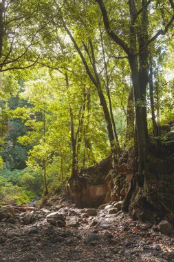 İspanya 'nın Kanarya Adaları' ndaki La Palma adasındaki bir ıhlamur ormanında Nacientes de Marcos y Cordero ve Caldera de Taburiente Ulusal Parkı 'nın yanındaki ağaçlar..