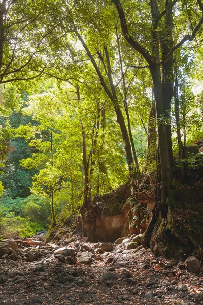 İspanya 'nın Kanarya Adaları' ndaki La Palma adasındaki bir ıhlamur ormanında Nacientes de Marcos y Cordero ve Caldera de Taburiente Ulusal Parkı 'nın yanındaki ağaçlar..