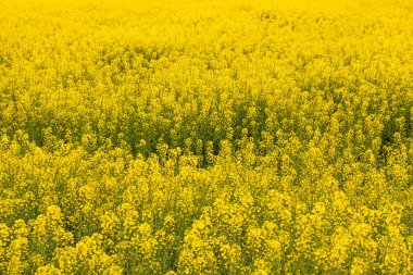 İspanya 'nın Aragon kentindeki Ejea de los Caballeros yakınlarında ekilmiş büyük bir tarlada sarı kolza tohumları. Tarım ürünleri endüstrisi ve kolza yağı ihracının birincil sektörü.