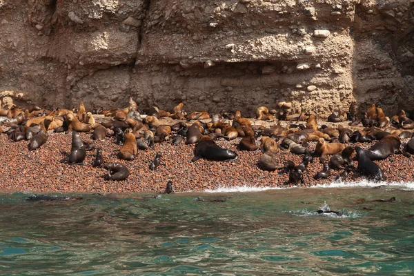 Colonia Foche Leoni Marini Nelle Isole Ballestas All Interno Dell — Foto Stock