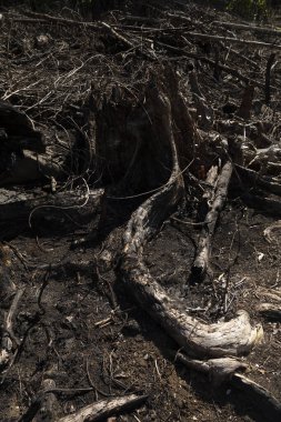 Tropik yağmur ormanları, yakıldı, kesildi ve yok edildi, kereste çıkarma, çiftlik hayvanları ve palmiye yağı gibi monokültürler için. Waiego Adası, Batı Papua, Endonezya. Ormanın tahrip edilmesi.