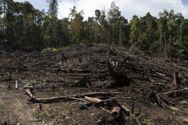 Tropical rainforest, burned, felled and destroyed, for timber extraction, livestock and monocultures such as palm oil. Waiego Island, West Papua, Indonesia. Deforestation of the jungle. clipart