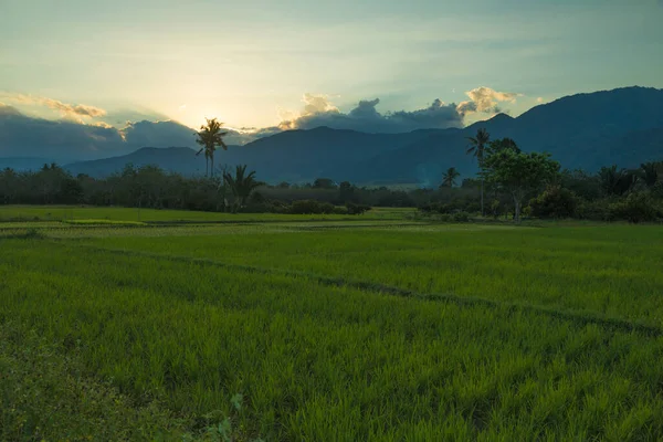 Timelapse Videó Gyönyörű Rizsföldekről Naplementekor Bada Völgyben Sulawesi Szigetén Közép — Stock Fotó