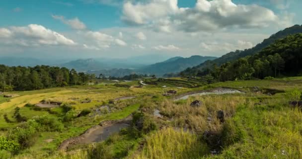 Landscape Timelapse Rice Fields Terraced Rice Paddies Green Tropical Forest — Stock Video