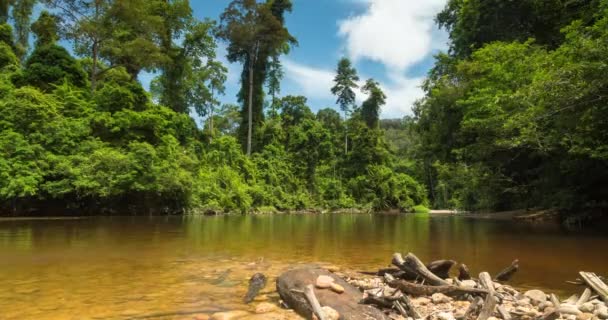 世界最古の熱帯雨林であるタマン ネガラ マレーシアとしても知られるマレーシア国立公園では テンベリング川とその周辺のジャングルの景観の時間経過 — ストック動画