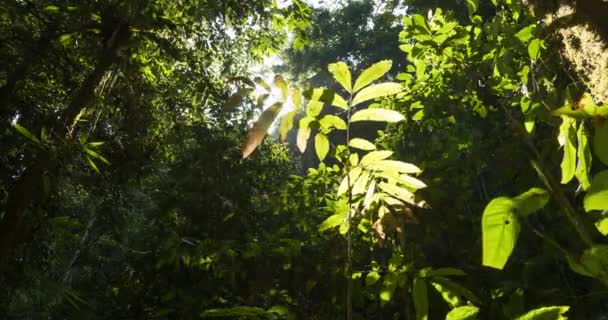 Timelapse Video Van Jungle Het Regenwoud Bij Zonsondergang Doorboord Door — Stockvideo