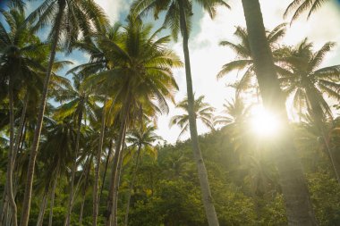 Akşam güneşinin ışınlarıyla delinen tropikal palmiye ağaçları, Raja Ampat, Batı Papua, Endonezya 'daki Gam adasında yetişir.