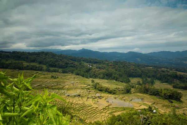 Táj Fénykép Teraszos Rizsföldek Batutumonga Területén Tana Toraja Régióban Közel — Stock Fotó