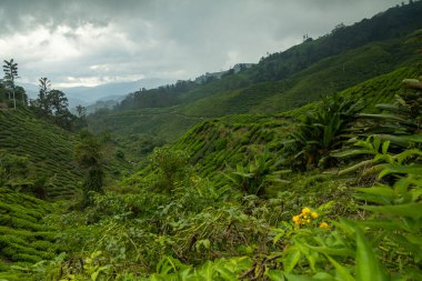 Cameron Highlands tepeleri arasında çay ekinleri, Malezya 'nın Tanah Rata bölgesinde insan eliyle modifiye edilmiş yeşil manzaralar.