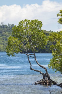 Issız bir mangrov, Endonezya 'nın uzak adası Waiego' da, denizin üzerinde yetişir.