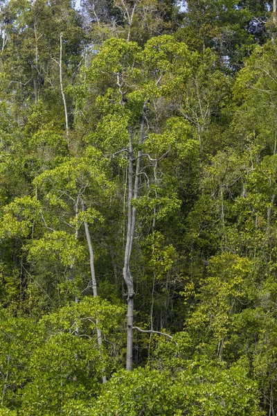 Naturligt Landskap Tropisk Djungel Som Bildas Höga Träd Som Växer — Stockfoto