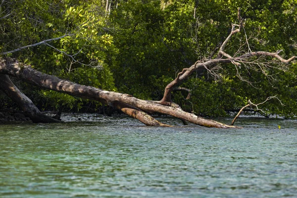 A huge dead tropical tree trunk, fallen over the water on the shores of Gam Island, Raja Ampat, West Papua, Indonesia