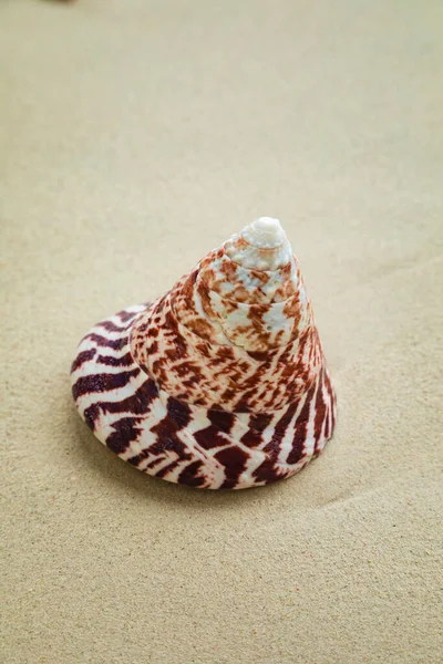 Uma Linda Concha Cônica Espiral Com Desenho Tabby Deitada Areia — Fotografia de Stock