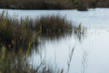 Prat de Cabanes Doğal Parkı, Torreblanca, Castellon, İspanya 'nın koruma altındaki doğal alanındaki sazlık yatakları ve sulak alanlar.
