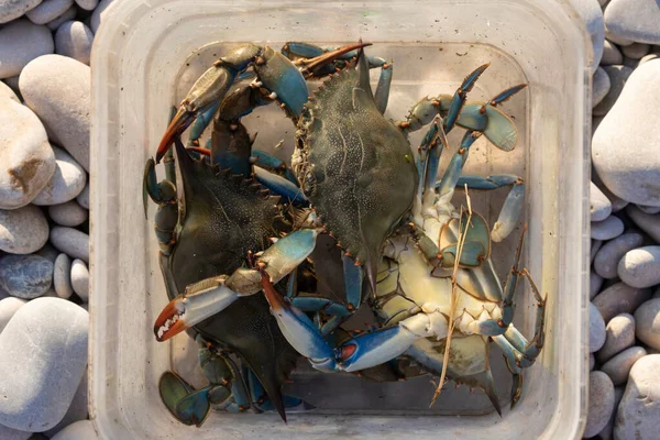 Kepiting Biru Amerika Callinectes Sapidus Baru Ditangkap Prat Cabanes Adalah — Stok Foto