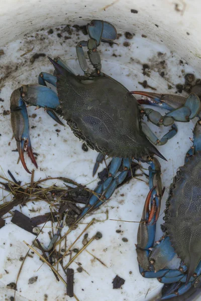 Callinectes Sapidus Recentemente Capturados Prat Cabanes São Uma Espécie Exótica — Fotografia de Stock