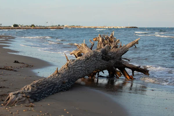 A huge tree trunk, washed up on the shore of the beach, next to the Prat de Cabanes Natural Park, Torreblanca, Castellon, Spain