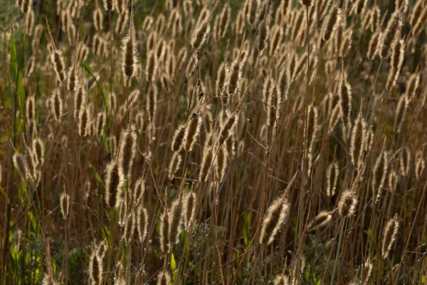 Золотистые Тростниковые Грядки Перемещаемые Ветром Водно Болотных Угодьях Природного Парка — стоковое фото