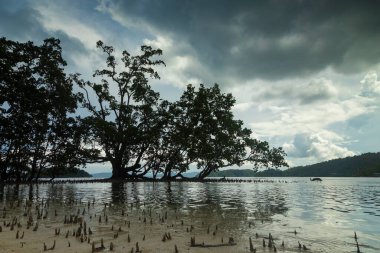 Gam Adası, Raja Ampat, Endonezya 'da bataklık ve tropikal ormanların olduğu bir bölgede, güzel bir sessizlik manzarası ve büyük arka ışıklandırılmış mangrov ağaçları.