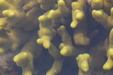 Sarı renkli mercan, bulanık su yüzeyinin altında, Gam Adası, Raja Ampat, Endonezya 'da tuzlu bataklıkların olduğu bir bölgede.